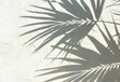 Abstract silhouette shadow white background of natural leaves tree branch falling on wall. Transparent blurry shadow of tropical leaves morning sun light. Generative AI.