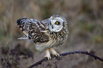 Wall Mural - Wild short eared owl in winter gazing on blackberry cane