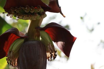 Poster - bird of paradise