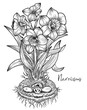 Hand drawn engraved illustrations with funny demon or gnome face as root of beautiful spring flower of Narcissus