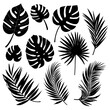 Set of silhouettes of palm leaves isolated	