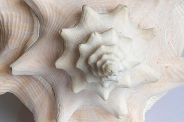 Wall Mural - seashell macro shot.