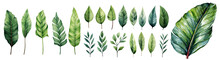 Modern Watercolor Green Tropical Leaves, Clip Art Botanical Illustration Elegant Watercolor Illustration , Green Tropical Leaves Isolated Transparent Background, PNG 
