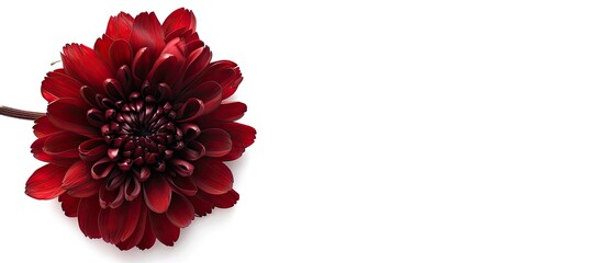 Wall Mural - A vibrant dark red chrysanthemum flower stands out against a plain white background, showcasing its bold color and intricate petal details.