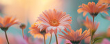 Close-up of vibrant orange gerbera daisies against a soft-focus background, conveying a serene springtime or Mother's Day concept