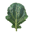Photo of collard green isolated on transparent background