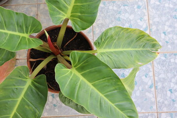 A Philodendron on a pot