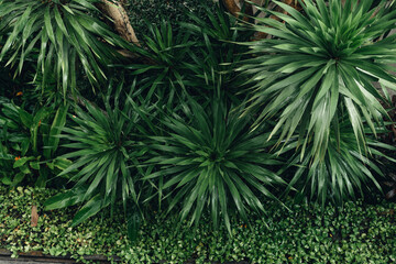 Poster - Leaves in the tropical garden after the rain