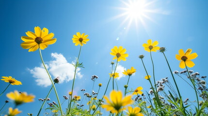 Wall Mural - Yellow daisy flowers are blooming under a blue sky with white clouds and strong sunlight.  A photo looking up from below. Generative AI