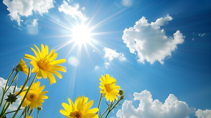 Poster - Yellow daisy flowers are blooming under a blue sky with white clouds and strong sunlight.  A photo looking up from below. Generative AI