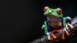 A single green frog with red eyes is perched on a branch against a black background. Close up. Copy space left. Generative AI