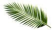 © Yeti Studio - Tropical green palm leaf cut out