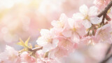 Fototapeta Kwiaty - 桜,さくら,sakura,花見,春,入学式,卒業式,花,素材