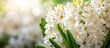 A close-up view of a cluster of elegant white hyacinth flowers in full blossom, emitting a delicate fragrance. The delicate petals are beautifully arranged in a bunch, creating a stunning display of