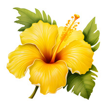 Bright Large Yellow Hibiscus Flower And Leaf Isolated On White Transparent Background
