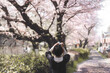 Back view traveler japanese woman pink sakura cherry blossom tree travel in japan on spring March and April