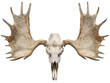 Moose horns and Moose Skull isolated on white background, Moose horns isolated on white background PNG File.