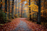 Fototapeta Nowy Jork - Walk through an exquisite upstate New York autumn forest