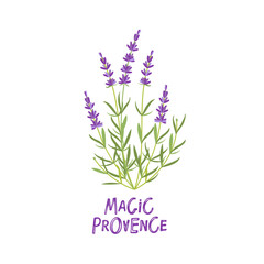 Wall Mural - Magic Provence. Lavender bouquet with text. Logo design for natural cosmetic, flower shop. Provence floral herbs with purple blooms. Hand drawn Vector Illustration Label with lavender medical flowers.