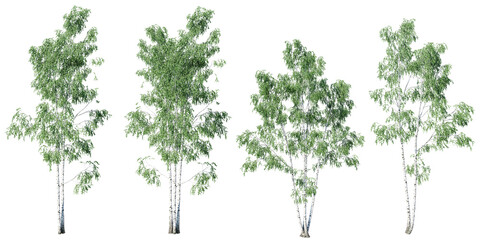 Fototapete - Birch tree on transparent background.3d rendering PNG