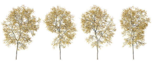 Poster - Ash trees contour shapes on transparent background.3d rendering PNG