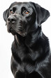 Isolated portrait of a Black Labrador Retriever dog