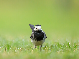 Poster - A White Wagtail running on a meadow