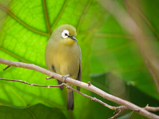 A Kilimanjaro White Eye sitting on a branch