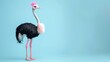 A studio shot of an ostrich with pink feathers on its head and neck.