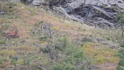 Wall Mural - Crossing the wild mountains, the red deer male (Cervus elaphus)