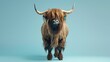 Studio shot of a highland cow, a Scottish breed of cattle known for its long horns and shaggy coat.