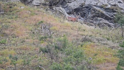 Wall Mural - Scent of female, red deer male in the mating season (Cervus elaphus)