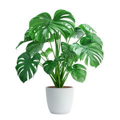 Wall Mural - Monstera in pot on transparency background PNG