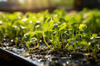 photo of growing hydroponic green beans in the open field