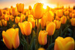 Golden tulips blooming at sunset in spring field. Nature and beauty.