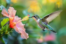 A Hummingbird Hovers, Rapidly Beating Wings Creating A Blur As It Sips Nectar From The Bright Bloom Of A Hibiscus, Epitomizing The Vivacious Pulse Of Nature.