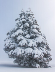 Poster - sapin sous la neige en hiver