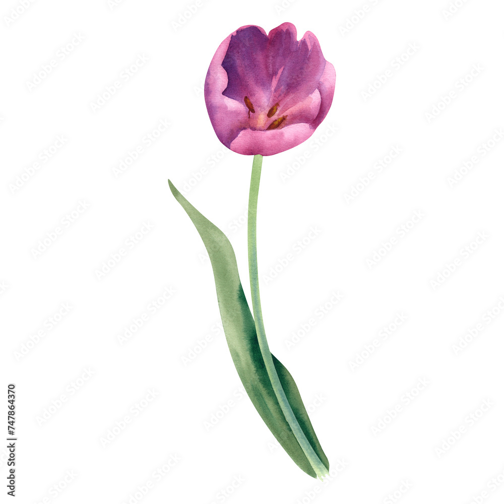 Watercolor tulip flower on a white background of pink color hand ...
