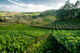 Fototapeta Na ścianę - Tea Plantation at Cha Gorreana on Sao Miguel Island, the Azores archipelago in the Atlantic Ocean belonging to Portugal