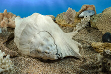 Lambis Truncata Shell On The Sand Underwater