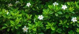 A bush of beautiful gardenia