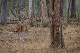 Fototapeta Zwierzęta - Chital - Axis axis, beautiful colored small deer from Asian grasslands, bushes and forests, Nagarahole Tiger Reserve, India.