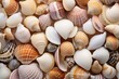 Seashells background. Colorful seashells background. Travel and vacation concept with copy space. Spa Concept.