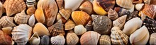 Seashells Background. Close Up Image Of Sea Shells. Travel And Vacation Concept With Copy Space. Spa Concept.