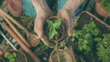 Hands Holding fresh Green Plant in Soil