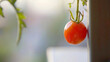 A closeup of a ripe cherry tomato hanging from a dangling vine on a balcony railing. The tomato is plump and juicy ready to be picked and enjoyed as a fresh snack.