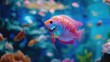 Flowerhorn Cichlid Colorful fish swimming in Aquarium deep blue freshwater fish tank. Flower horn fishes are ornamental fish that symbolizes the luck of feng shui in the home of the Asian people