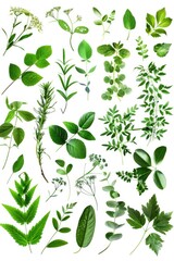 Aufkleber - Various types of leaves on a plain white backdrop, suitable for botanical designs