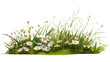 Realistic portrayal of lush spring grass and delicate daisy wildflowers isolated on a white background