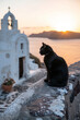 chat noir sur un muret dans un village typique du bord de mer en Grèce